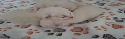 Ragdoll cats for sale: Ragdoll kittens  - Advert 2