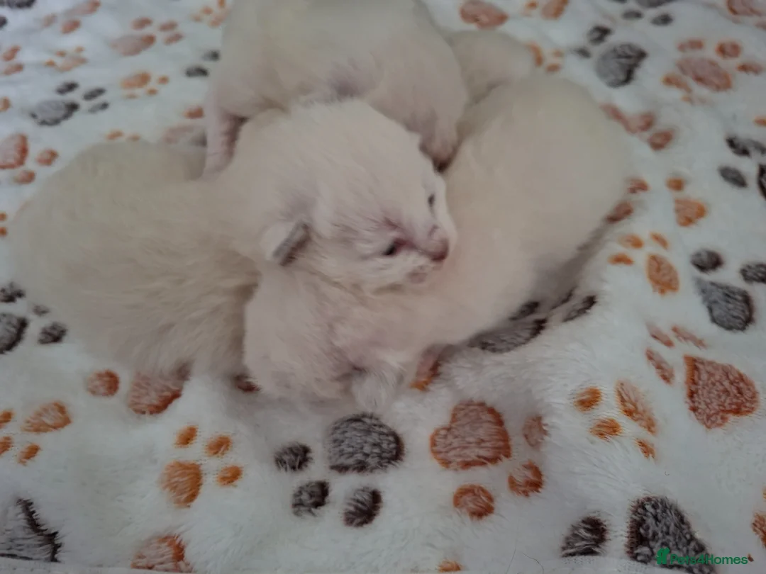 Ragdoll cats for sale: Ragdoll kittens  - Advert 2