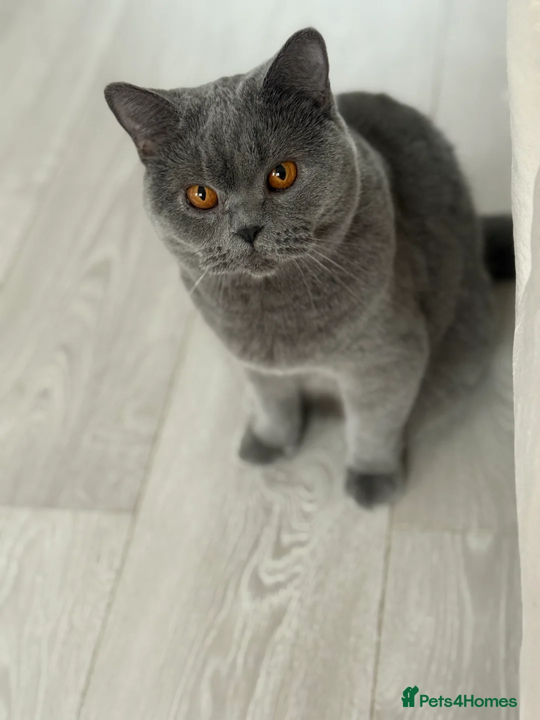 British Shorthair cats for sale: Blue British Shorthair Sisters Sold Together 🌸 - Advert 10