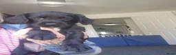 Cocker Spaniel dogs for sale: Cocker spaniel - Advert 10