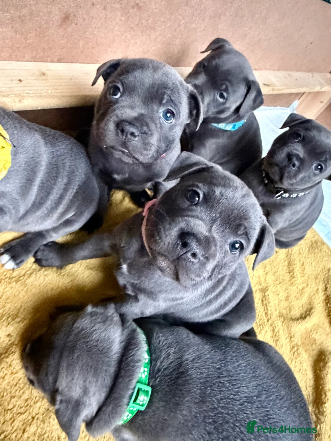 Staffordshire Bull Terrier dogs for sale: Only 1 available ; Blue Staffordshire bullterrier - Advert 27