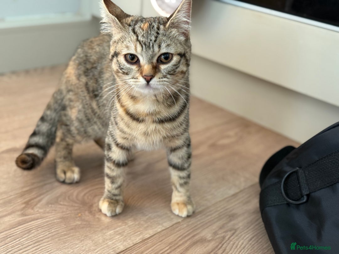 Bengal cats for sale: 3month Bengal x female  - Image 10