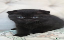 Scottish Fold cats for sale: Pure Scottish fold / straight kittens  - Image 9