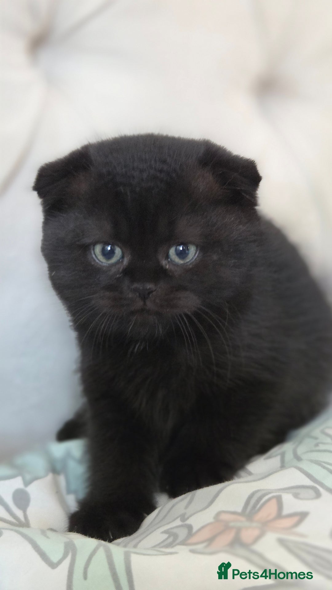 Scottish Fold cats for sale: Pure Scottish fold / straight kittens  - Image 9