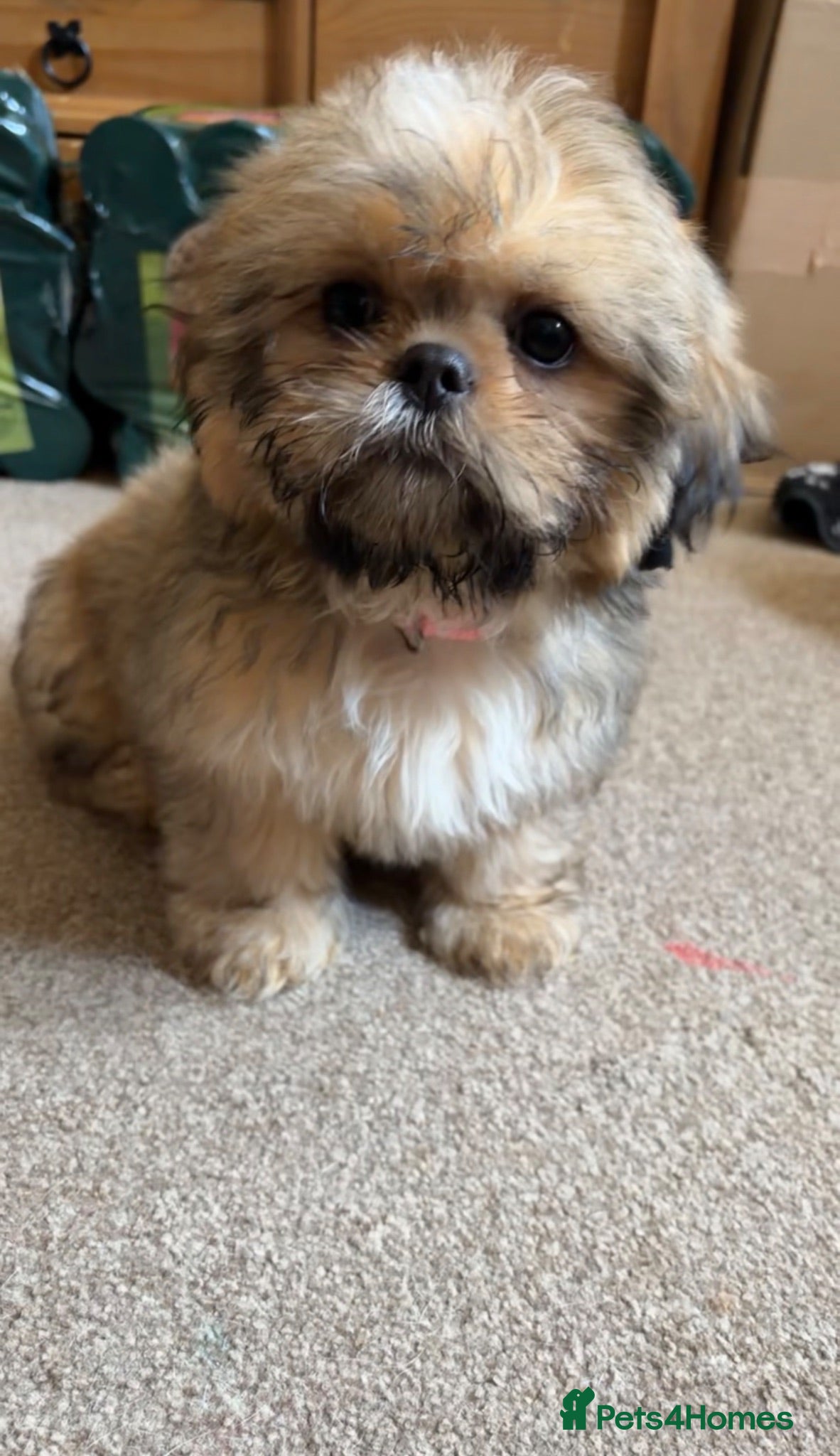 Shih Tzu dogs 1 girl and 1 boy  left for sale  - Advert 7