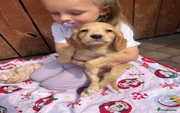 Cocker Spaniel dogs for sale: Beautiful cocker spaniel puppies  - Image 8