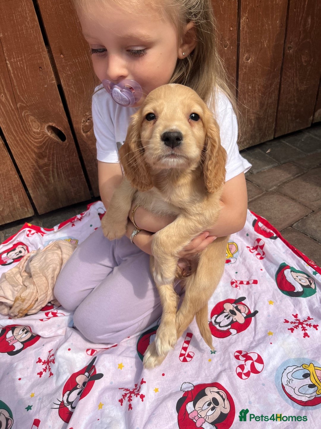 Cocker Spaniel dogs for sale: Beautiful cocker spaniel puppies  - Image 8