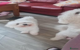Bichon Frise dogs for sale: Bicho frize  - Image 6