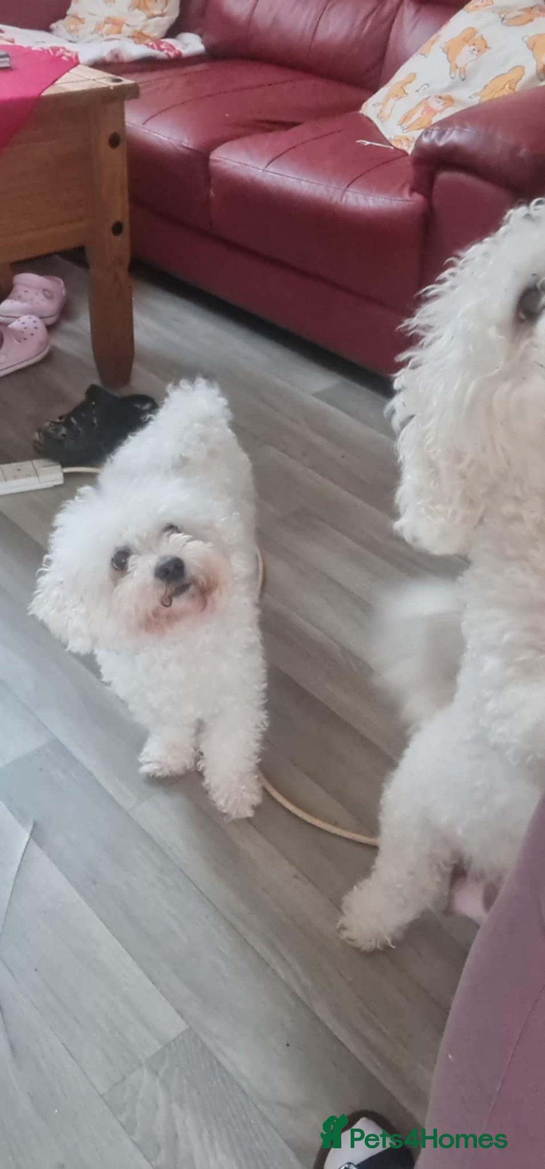 Bichon Frise dogs for sale: Bicho frize  - Image 6