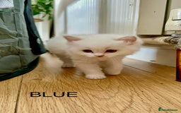 Ragdoll cats for sale: Gorgeous Litter of ragdolls ready 10/10/25 - Image 13