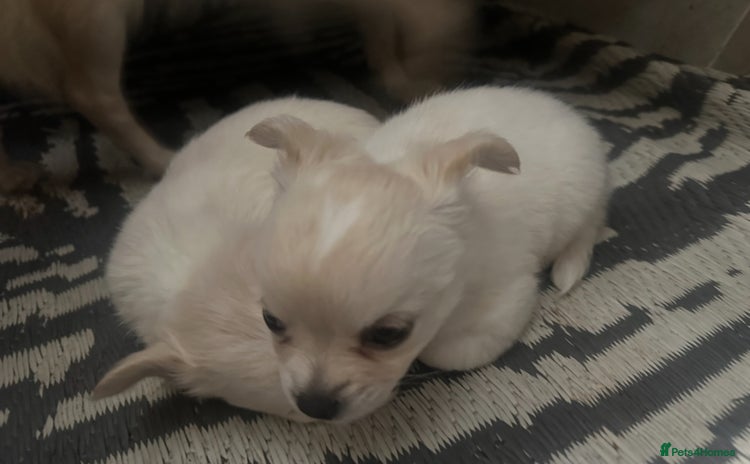 Chihuahua dogs - Advert 1