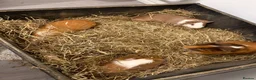 Guinea Pig rodents for sale: Guniea pig for free  - Advert 2