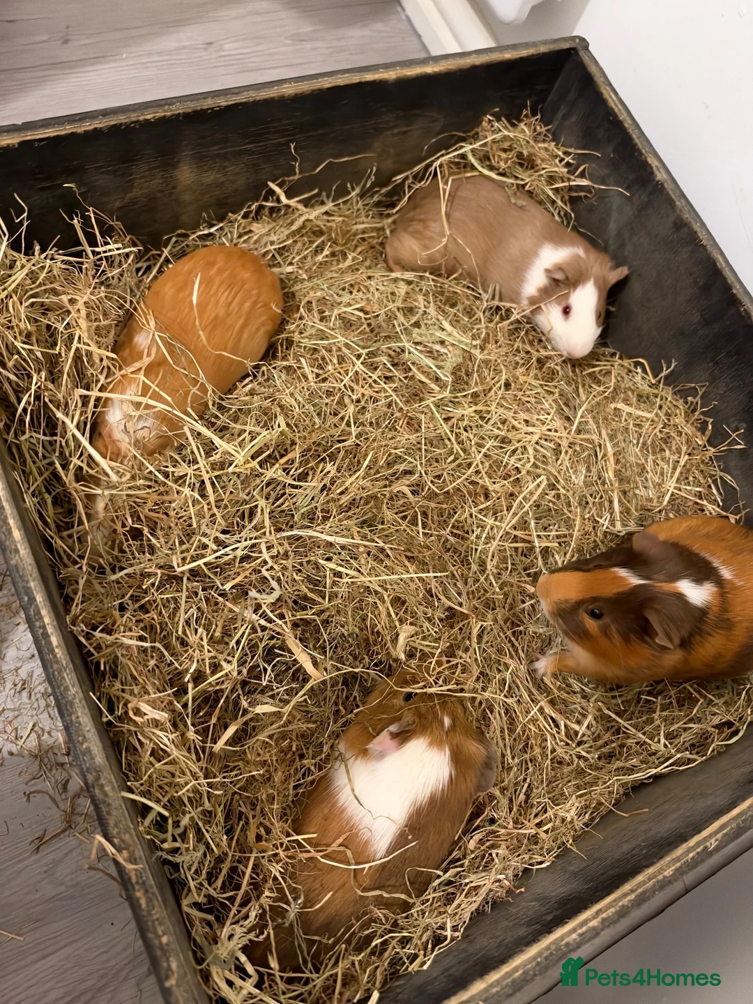 Guinea Pig rodents for sale: Guniea pig for free  - Advert 2