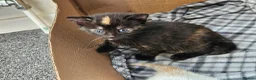 Mixed Breed cats for sale: 4 beautiful kittens in Middlesbrough - Advert 4
