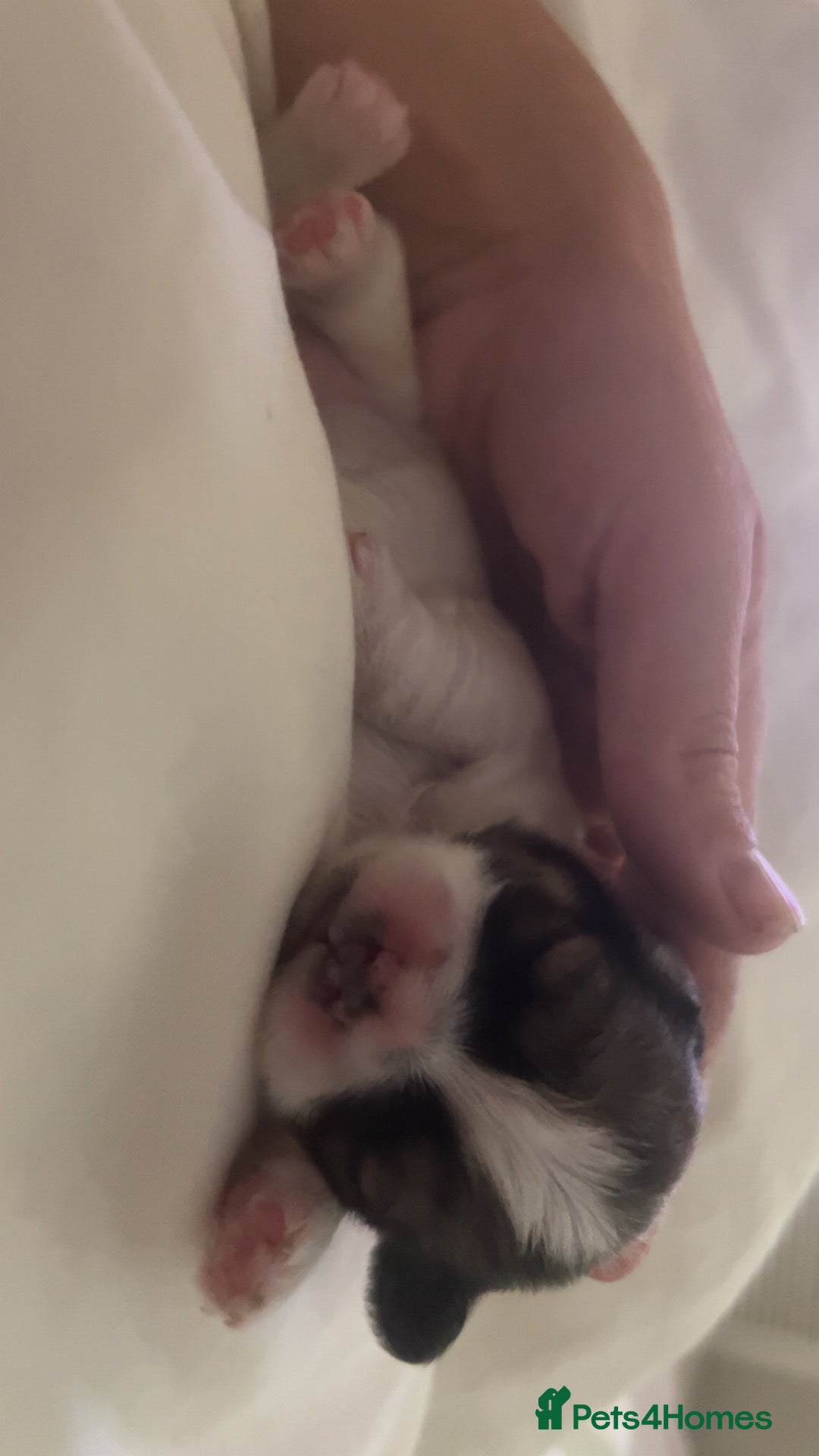 Lhasa Apso dogs 6 beautiful Lhasa apso puppies for sale  - Advert 2