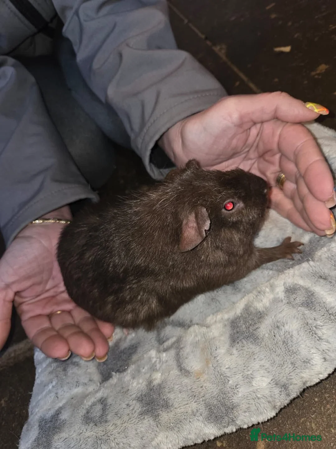 Guinea Pig rodents for sale: Baby guinea pigs  - Advert 2