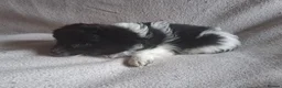 Mixed Breed dogs for sale: Beautiful Cavapoo x babies  - Advert 7