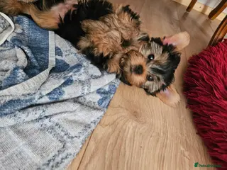 Yorkshire Terrier dogs Beautiful Yorkshire Terrier Puppy –Lola 🐾💗 - Advert 17