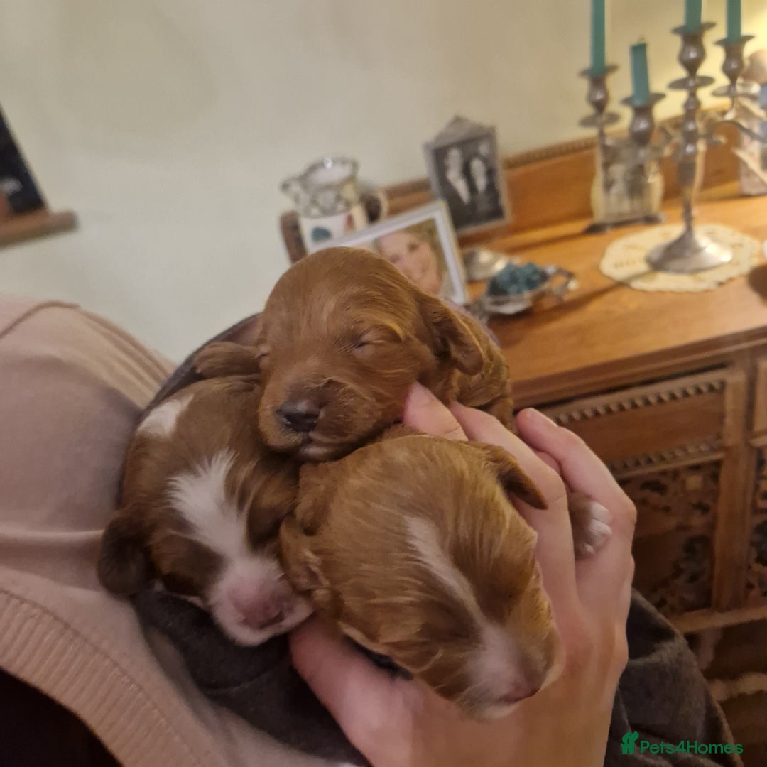 Cavapoo dogs for sale: F1 Toy red cavapoos  - Advert 1