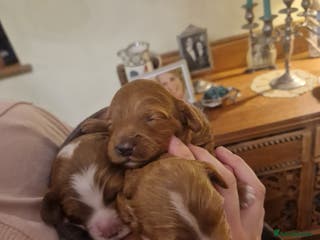 Cavapoo dogs F1 Toy red cavapoos - Advert 1