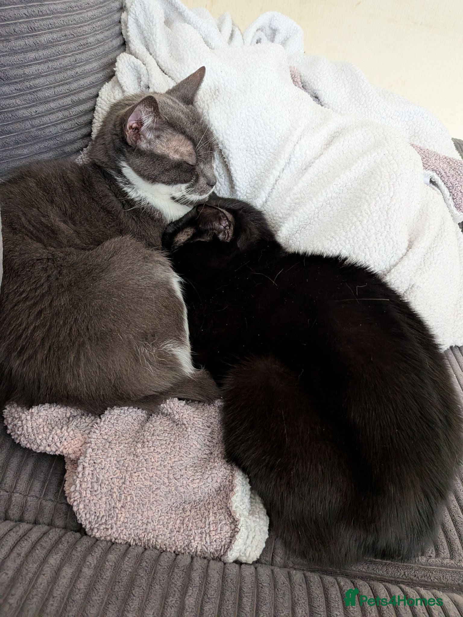British Shorthair cats 2 female sisters  - Advert 1