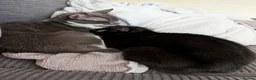 British Shorthair cats for sale: 2 female sisters  - Advert 1