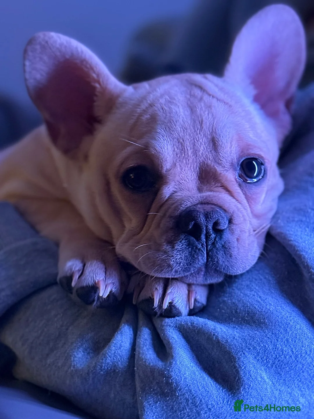 French Bulldog dogs for sale: Beautiful Fawn boy  - Advert 1