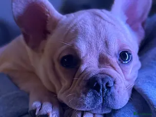 French Bulldog dogs Beautiful Fawn boy - Advert 3