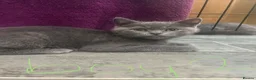 British Shorthair cats for sale: British Shorthair kittens | Ready Now |  - Advert 5