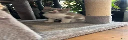 Selkirk Rex cats for sale: Gorgeous Selkirk rex kittens 😻 - Advert 17