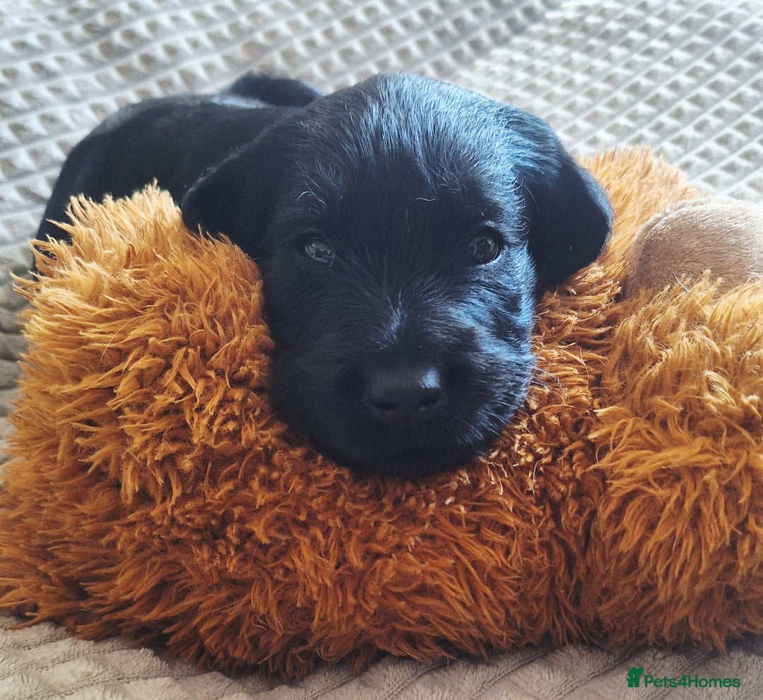 Labradoodle dogs for sale: Labradoodles x2 boys. Alloa - Image 4