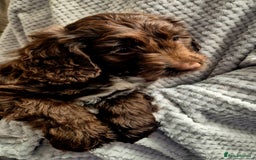 Sproodle dogs for sale: Sproodle puppies *ready on Wednesday* - Image 1