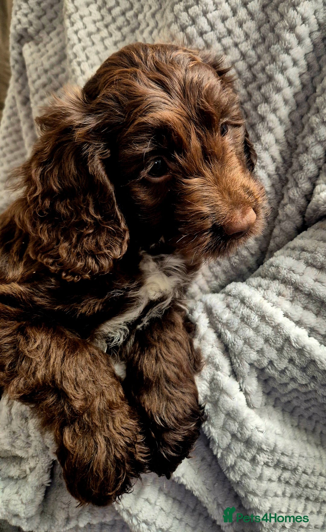 Sproodle dogs for sale: Sproodle puppies *ready on Wednesday* - Image 1