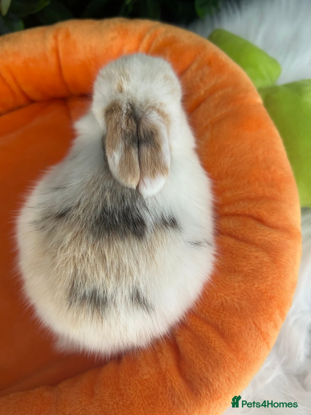 Mini Lop rabbits for sale: Pure Breed Mini lops  - Image 26