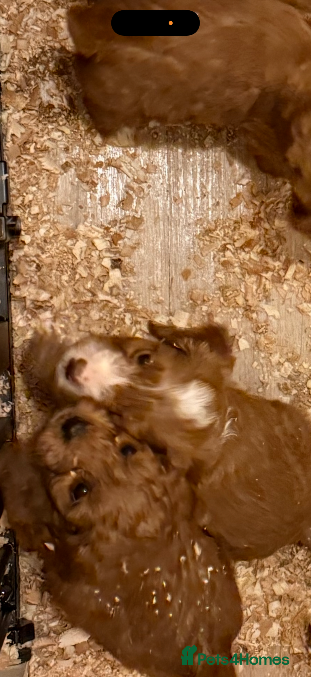 Cockapoo dogs for sale: Cockatoo puppies - Advert 5