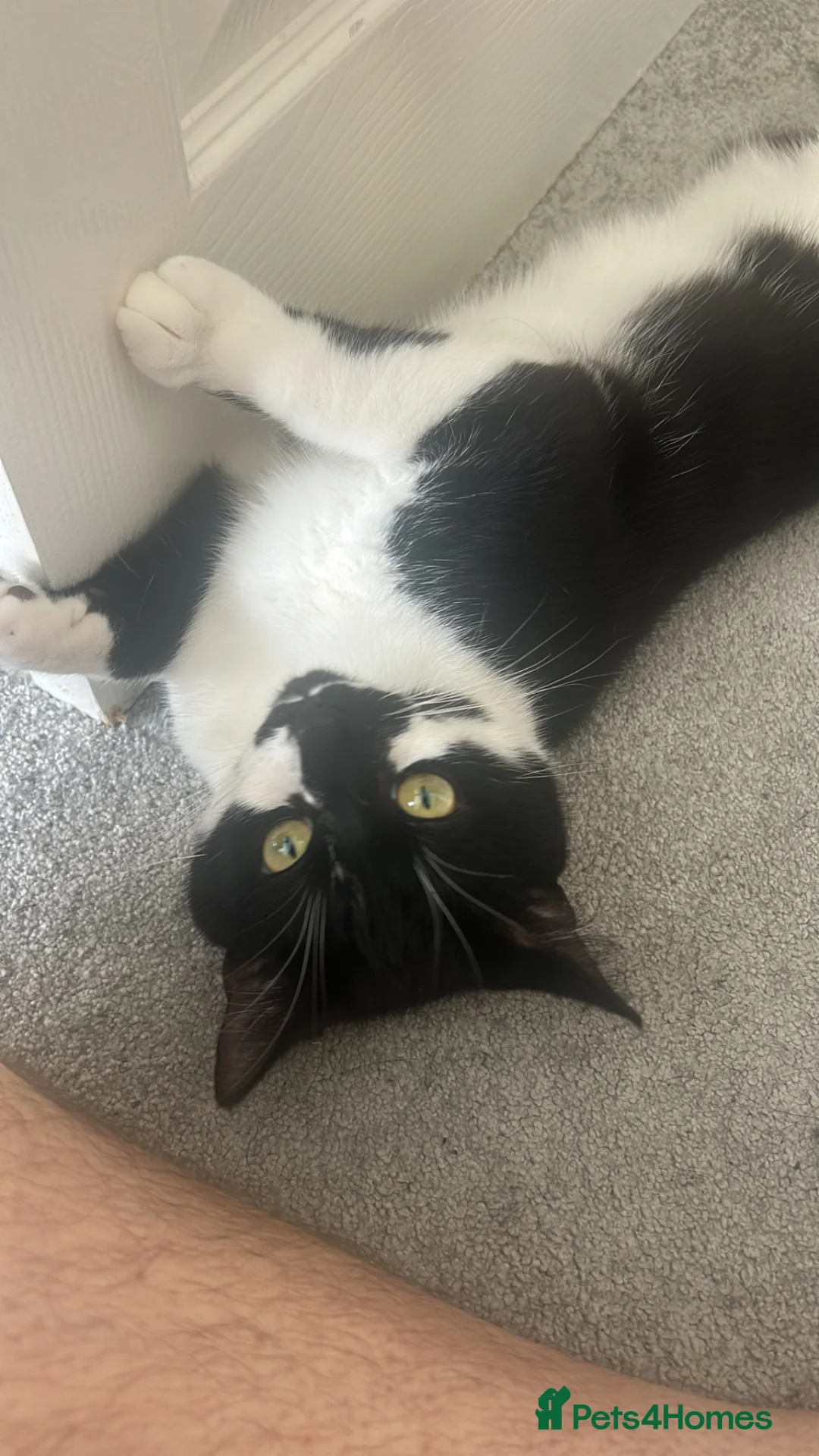 Mixed Breed cats for sale: Morpheus in Pontypridd - Advert 2