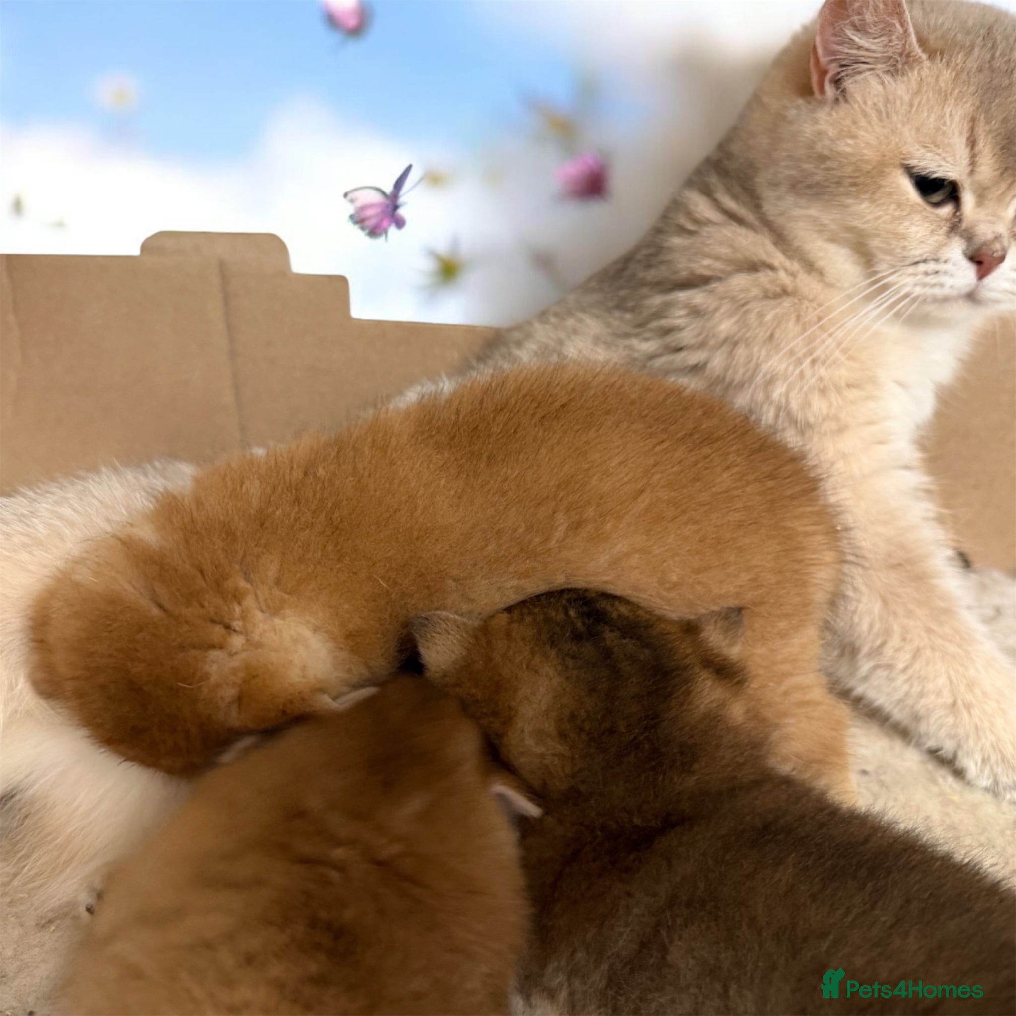 British Shorthair cats for sale: Full Pedigree, Registered BSH from fantastic lines - Advert 9