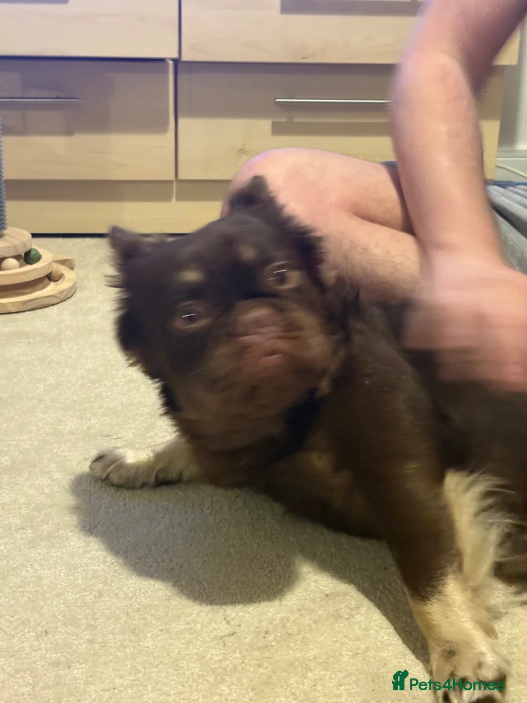 French Bulldog dogs for sale: Bear  - Advert 2