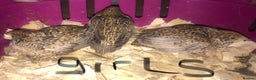Quail poultry for sale: SEXED CHINESE PAINTED BUTTON QUAILS ! - Advert 2