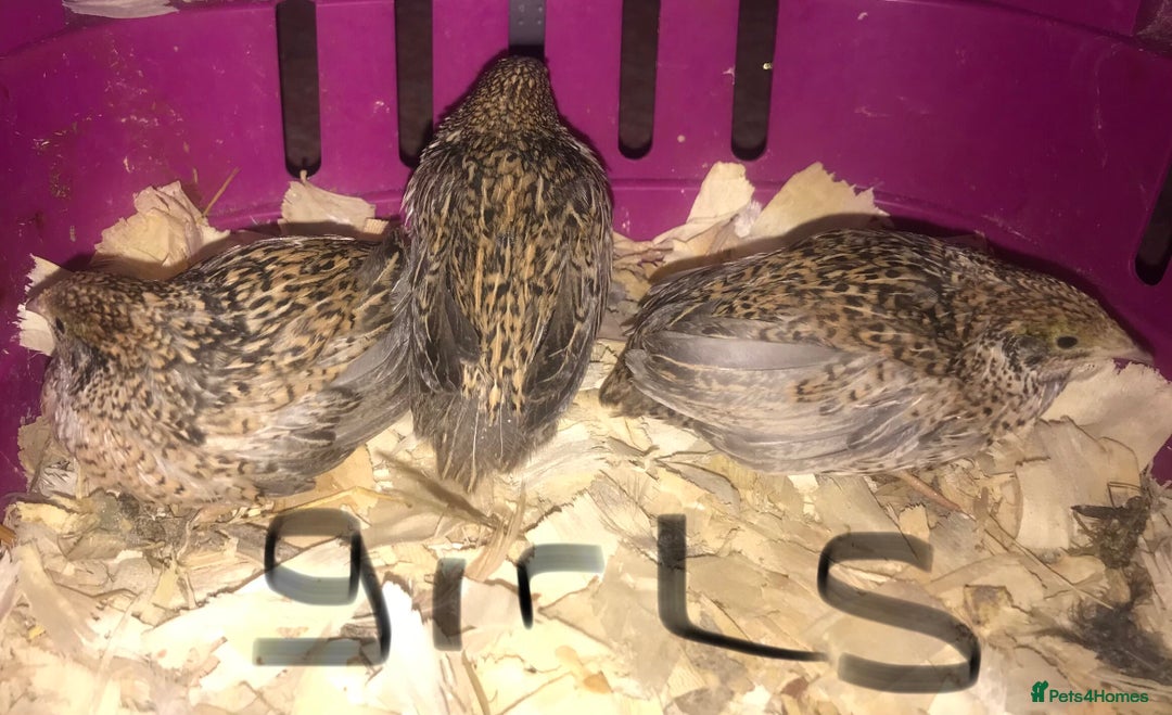 Quail poultry for sale: SEXED CHINESE PAINTED BUTTON QUAILS ! - Advert 2
