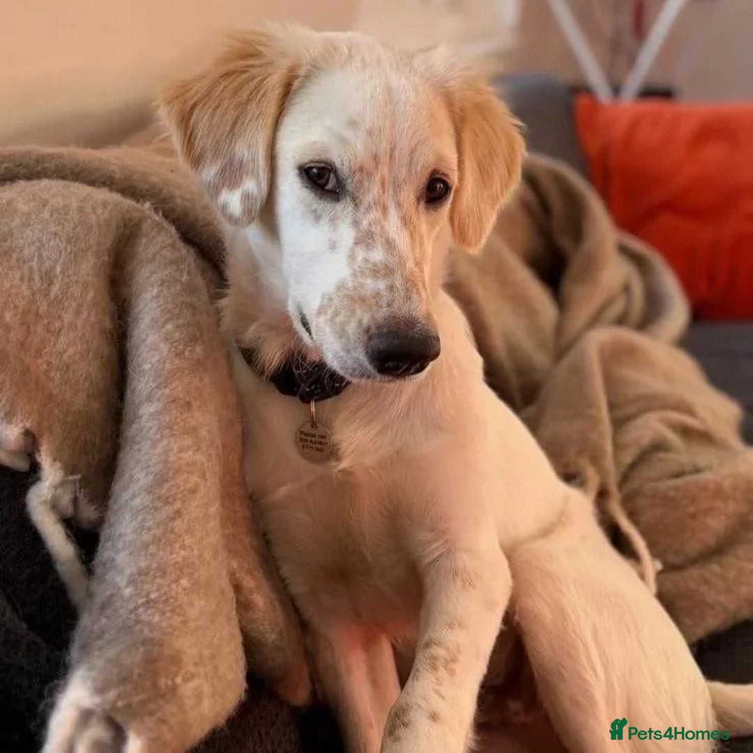 Mixed Breed dogs for adoption: Roo (Spaniel/Setter mix) - Image 20