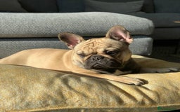 French Bulldog dogs for sale: French Bulldog Female - Image 4
