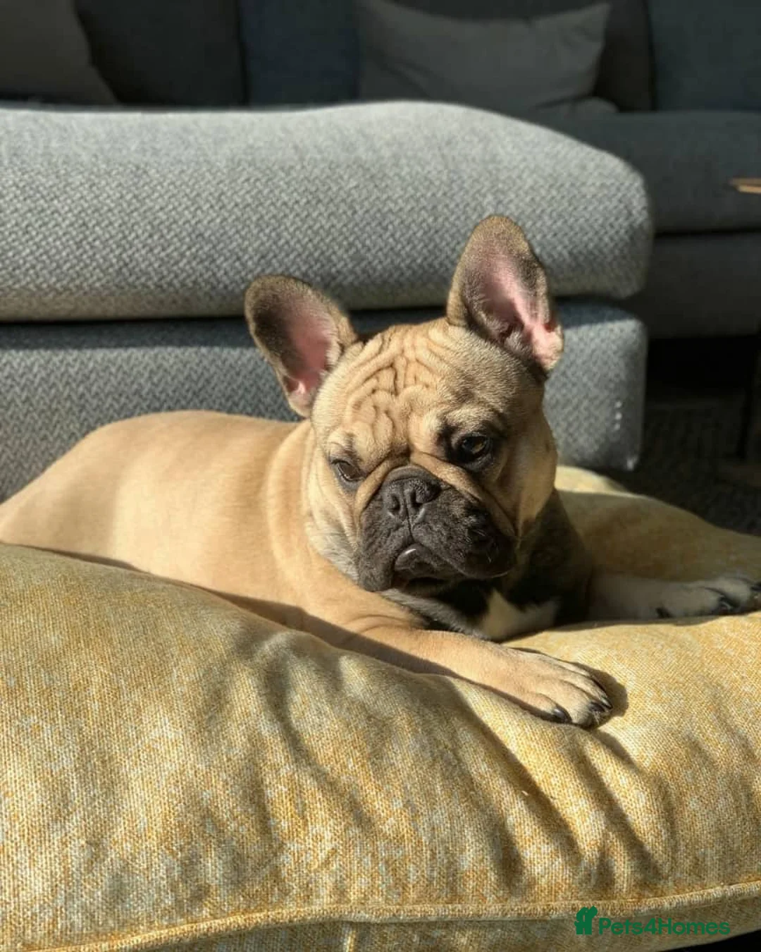 French Bulldog dogs for sale: French Bulldog Female - Advert 3