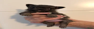 Chihuahua 3