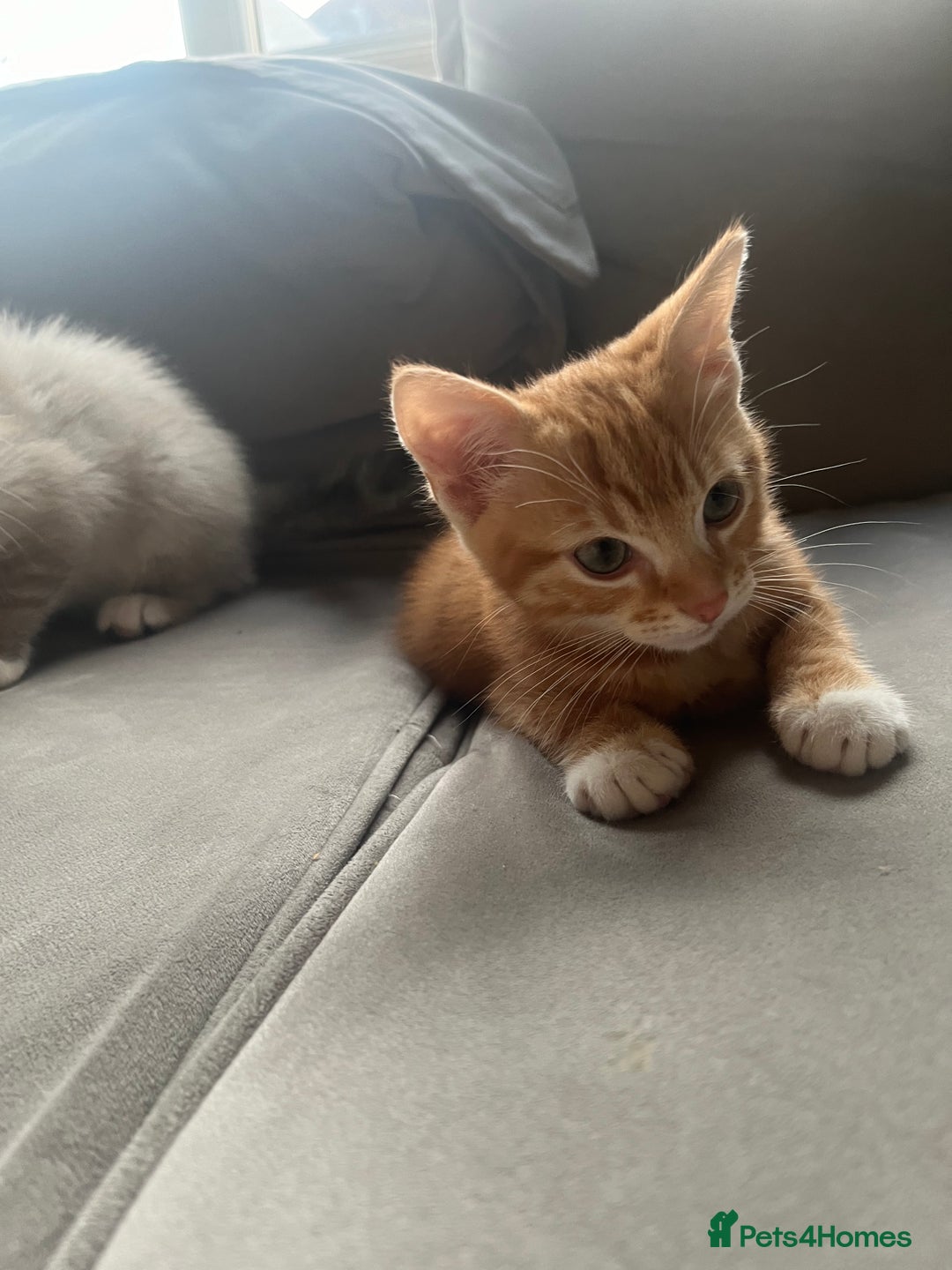 Ragdoll cats for sale: 2 half ragdoll kittens  - Advert 1