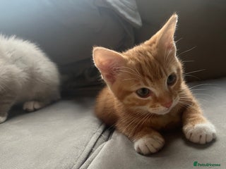 Ragdoll cats 2 half ragdoll kittens - Advert 1