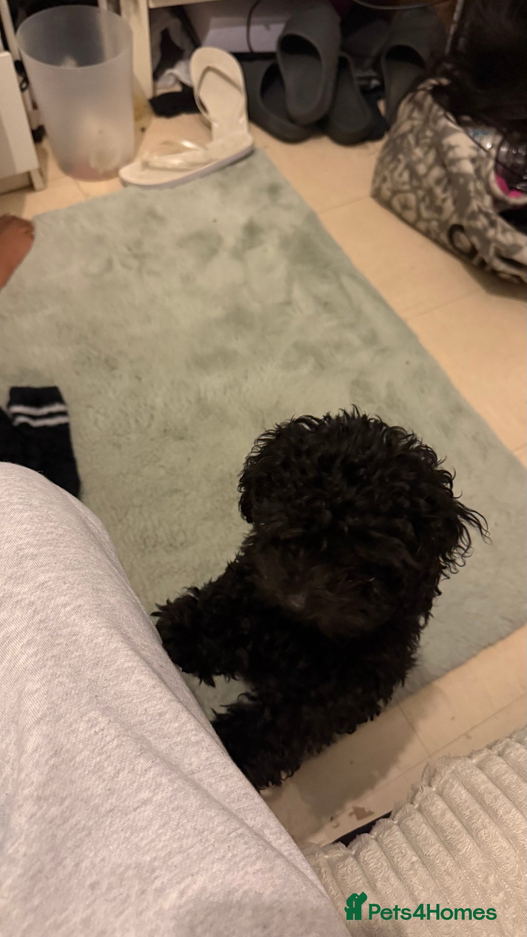 Cockapoo dogs for sale: Adorable Female Cockapoo Puppy for Sale - Advert 12