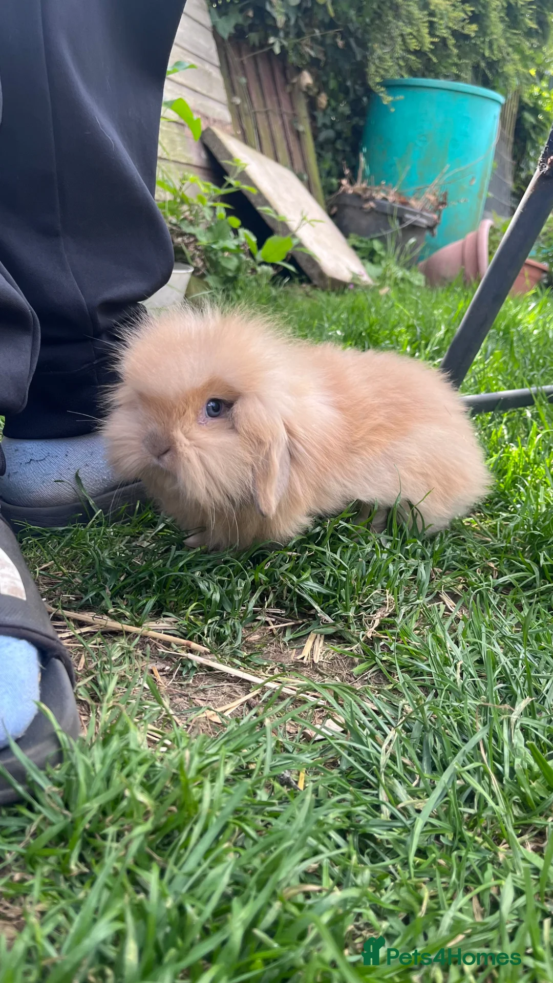 Mixed Breed rabbits for sale: Lop & Andorra crosses  - Advert 2