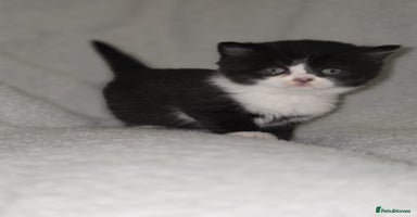 British Shorthair cats Gorgeous British shorthair kittens  - Advert 16