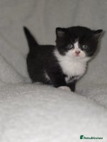 British Shorthair cats Gorgeous British shorthair kittens - Advert 16